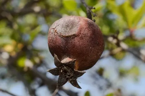 تصویر 1 از قیمت خرید میوه خشک انار + فروش ویژه